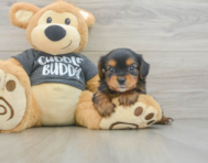 5 week old Yorkie Chon Puppy For Sale - Florida Fur Babies