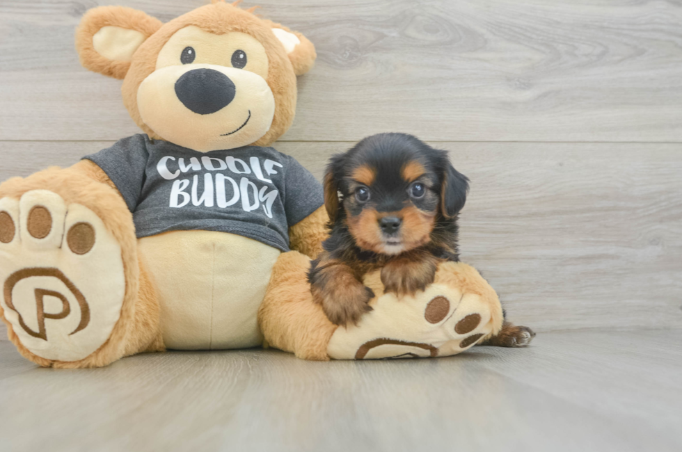 7 week old Yorkie Chon Puppy For Sale - Florida Fur Babies