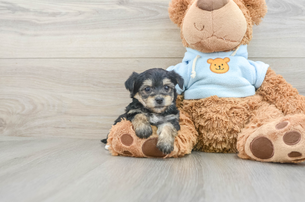 5 week old Yorkie Chon Puppy For Sale - Florida Fur Babies