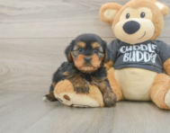 5 week old Yorkie Chon Puppy For Sale - Florida Fur Babies