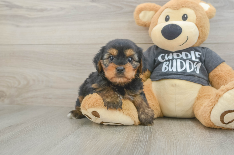 7 week old Yorkie Chon Puppy For Sale - Florida Fur Babies