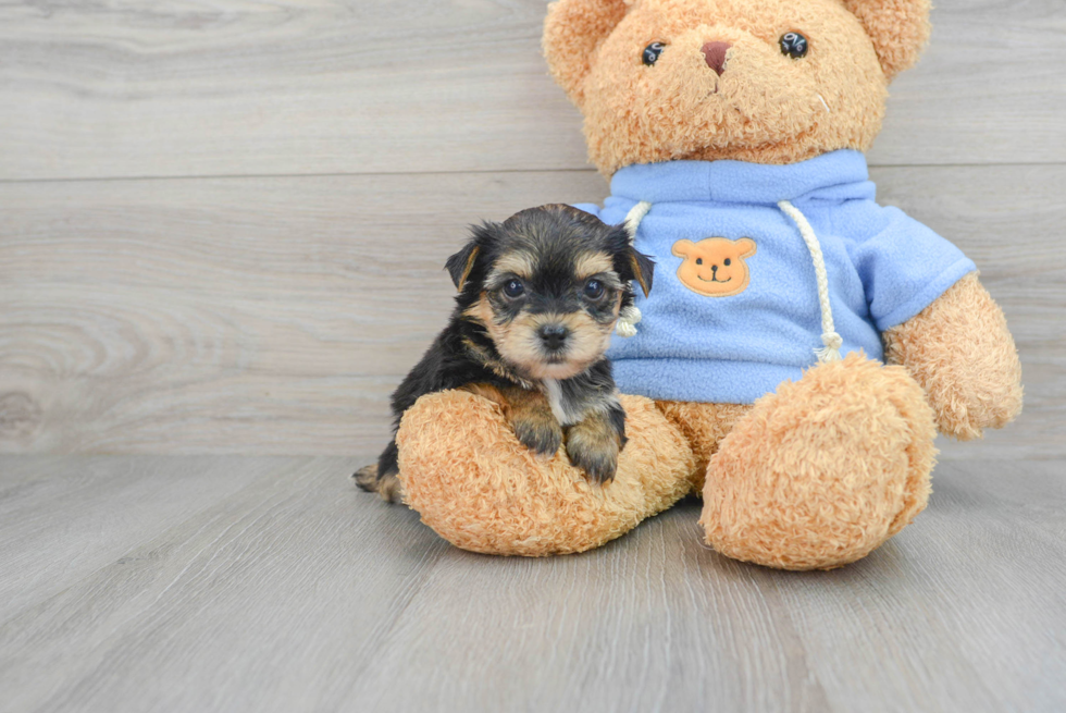 Smart Yorkie Chon Designer Pup