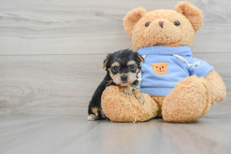 Best Yorkie Chon Baby