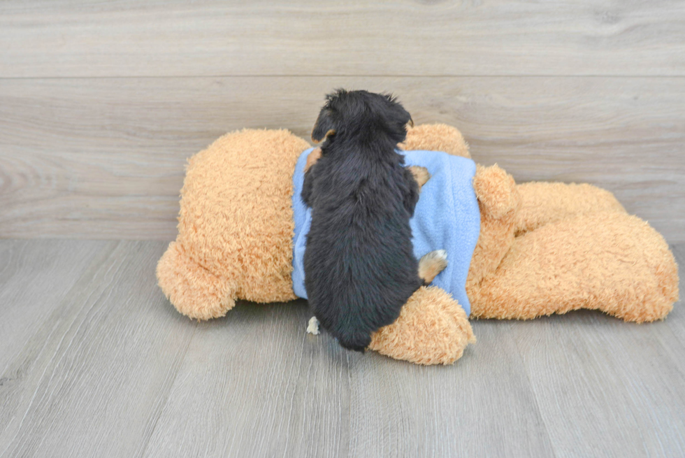 Adorable Yorkshire Frise Designer Puppy
