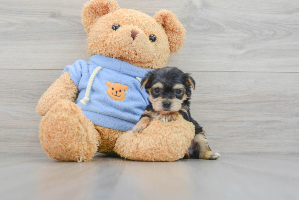 Fluffy Yorkie Chon Designer Pup
