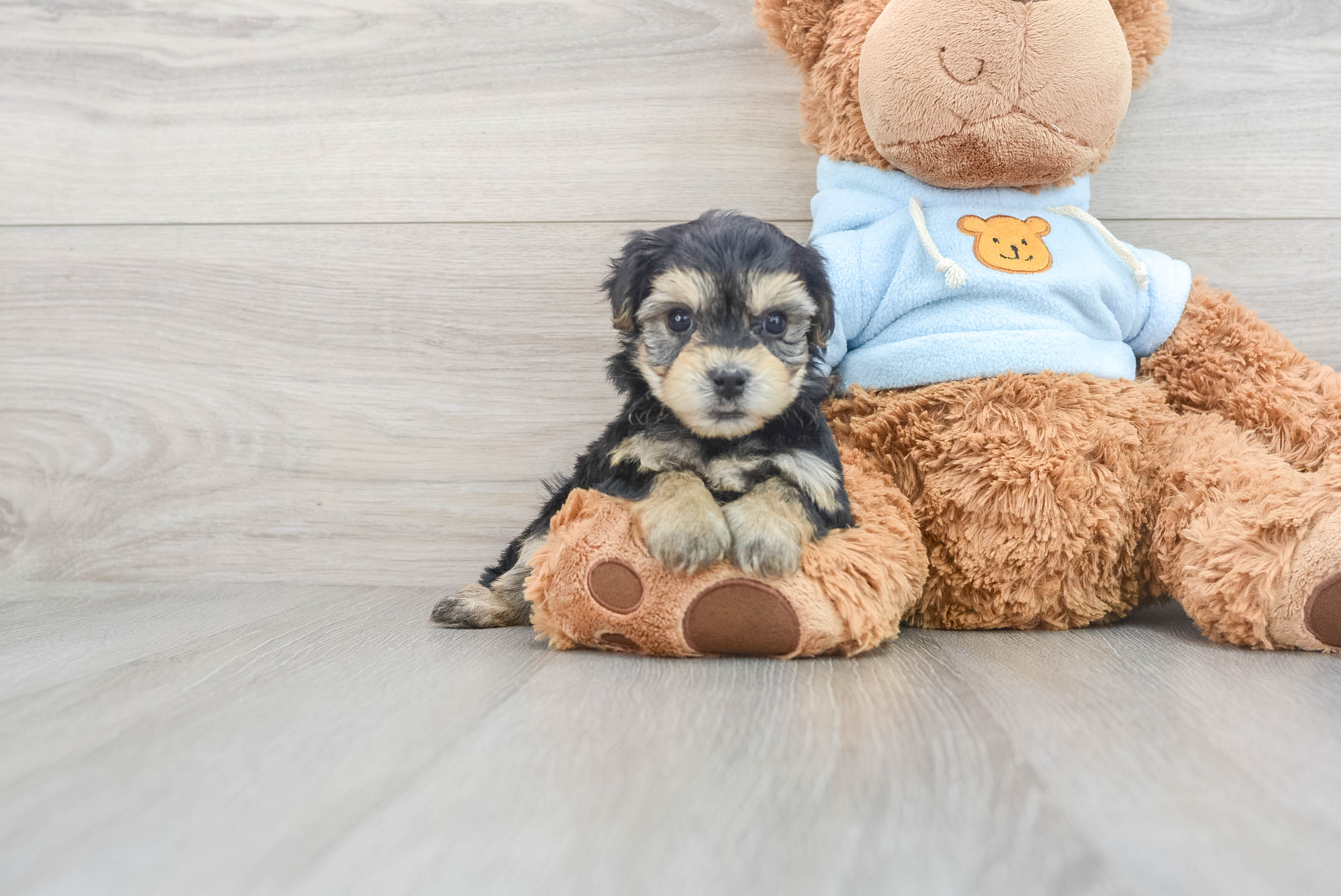 Yorkie Chon Dorina 1lb 8oz Designer Puppy