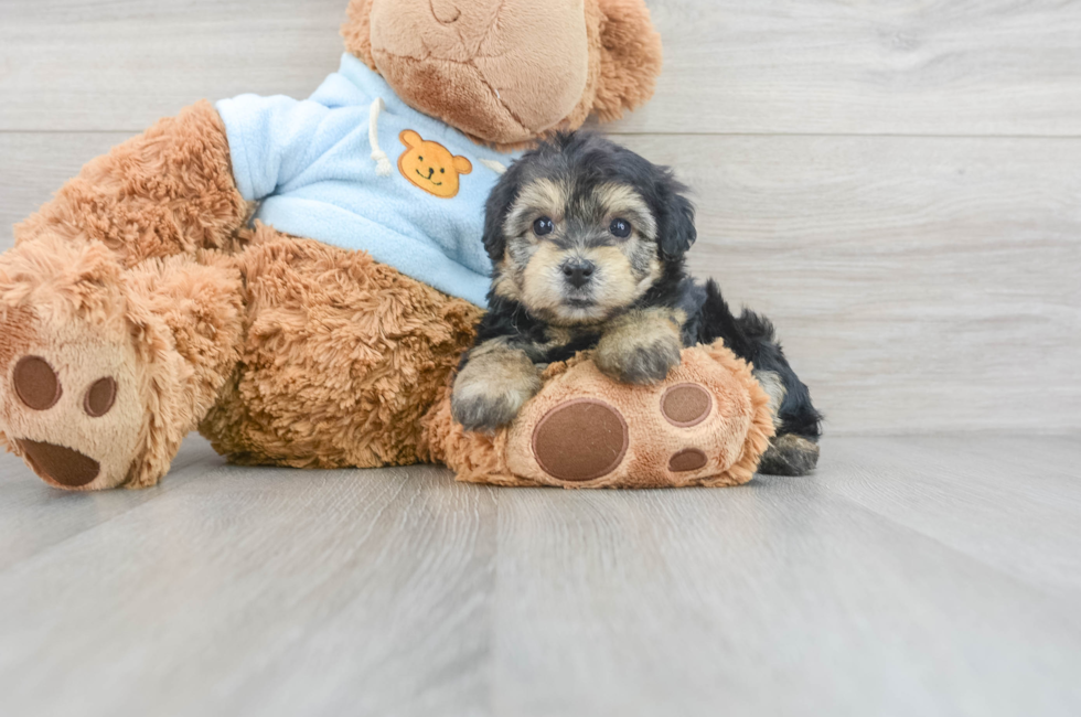 8 week old Yorkie Chon Puppy For Sale - Florida Fur Babies