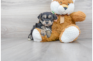 Meet Eliza - our Yorkie Chon Puppy Photo 1/3 - Florida Fur Babies