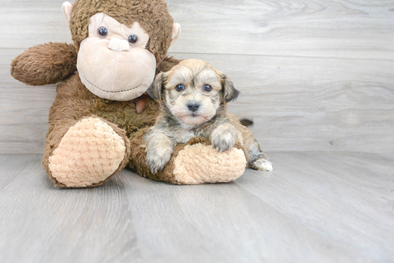 Meet Elmo - our Yorkie Chon Puppy Photo 2/3 - Florida Fur Babies