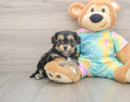 5 week old Yorkie Chon Puppy For Sale - Florida Fur Babies