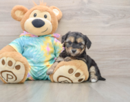 5 week old Yorkie Chon Puppy For Sale - Florida Fur Babies