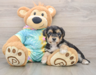 5 week old Yorkie Chon Puppy For Sale - Florida Fur Babies