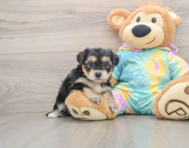 8 week old Yorkie Chon Puppy For Sale - Florida Fur Babies