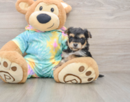 8 week old Yorkie Chon Puppy For Sale - Florida Fur Babies