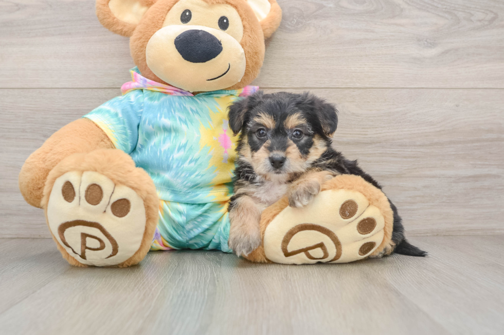 Best Yorkie Chon Baby