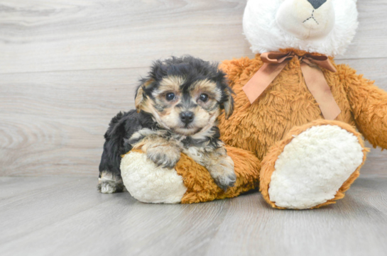 6 week old Yorkie Chon Puppy For Sale - Florida Fur Babies