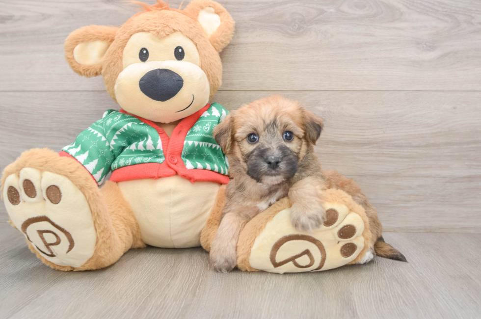 5 week old Yorkie Chon Puppy For Sale - Florida Fur Babies