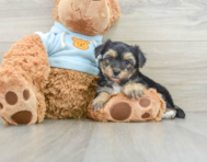 6 week old Yorkie Chon Puppy For Sale - Florida Fur Babies