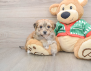 6 week old Yorkie Chon Puppy For Sale - Florida Fur Babies