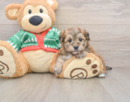 5 week old Yorkie Chon Puppy For Sale - Florida Fur Babies
