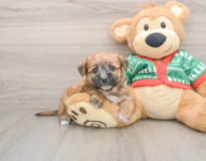 5 week old Yorkie Chon Puppy For Sale - Florida Fur Babies