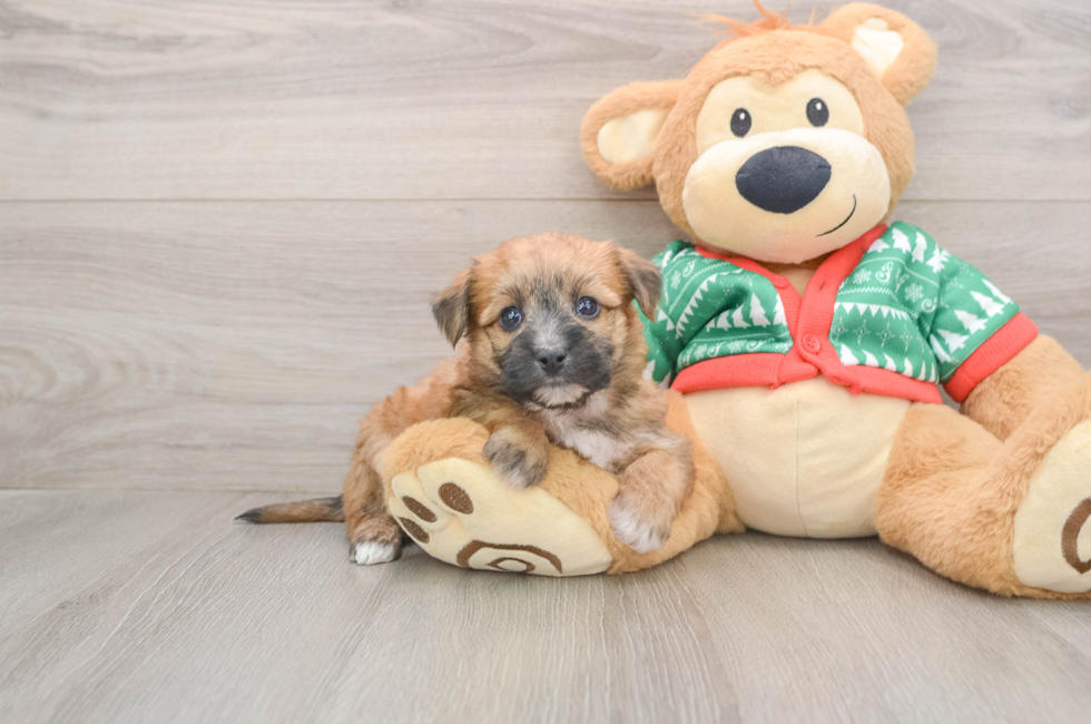 5 week old Yorkie Chon Puppy For Sale - Florida Fur Babies