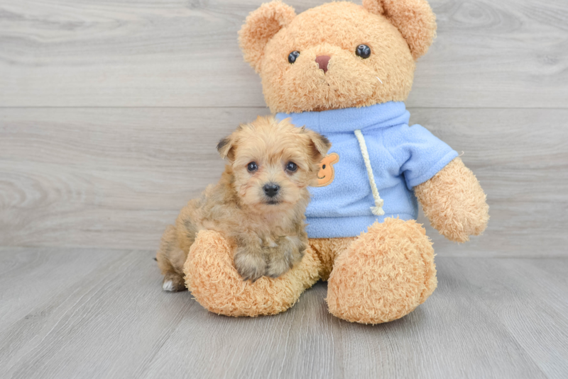 Meet Maci - our Yorkie Chon Puppy Photo 1/3 - Florida Fur Babies