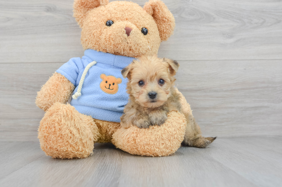7 week old Yorkie Chon Puppy For Sale - Florida Fur Babies