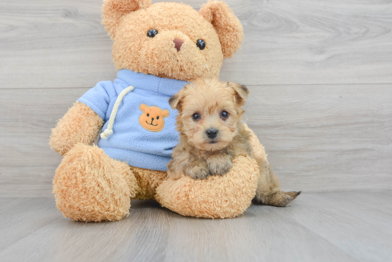 Meet Maci - our Yorkie Chon Puppy Photo 3/3 - Florida Fur Babies