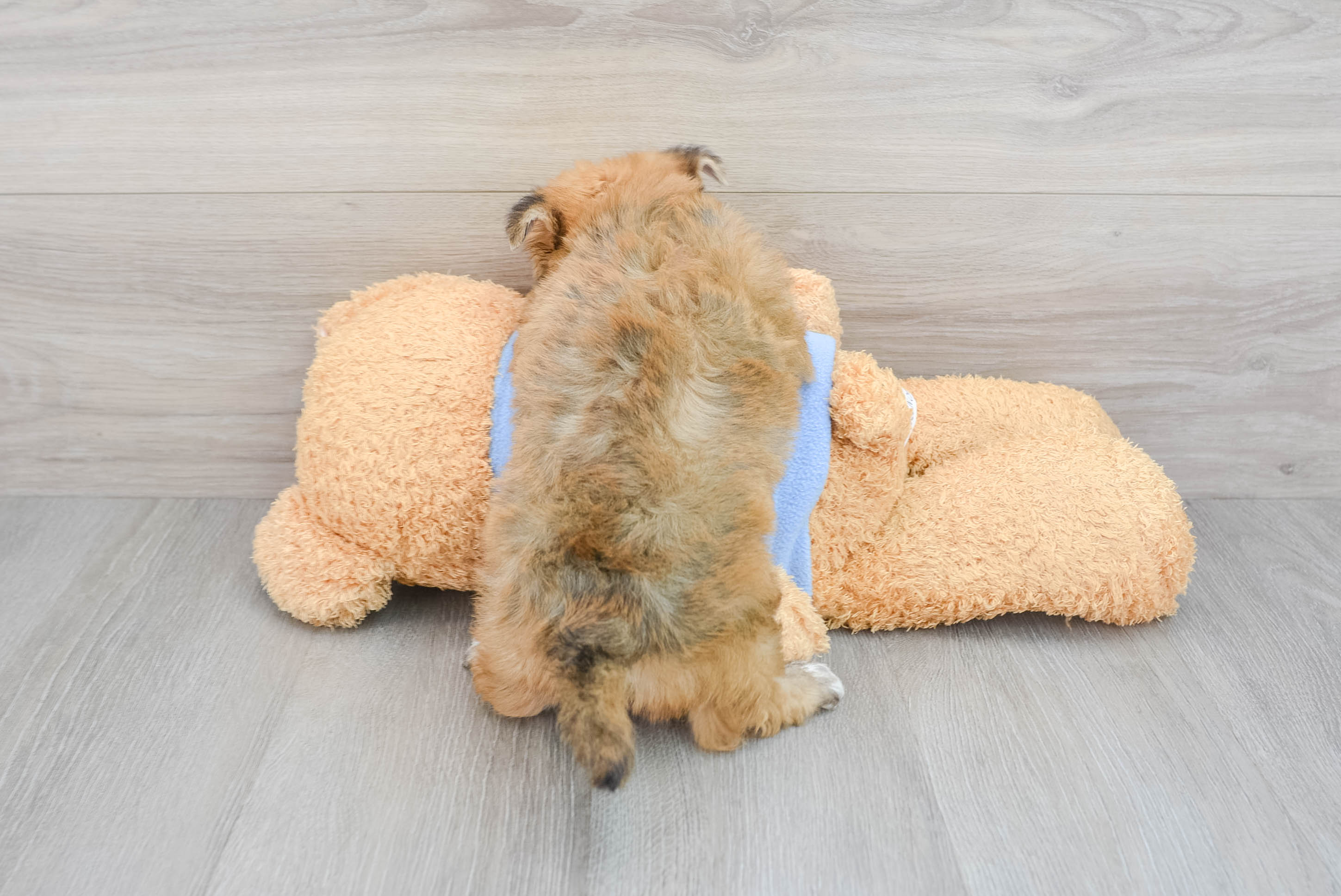 Cute Yorkie Chon Morgan: 3lb 8oz Designer Puppy