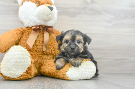 7 week old Yorkie Chon Puppy For Sale - Florida Fur Babies