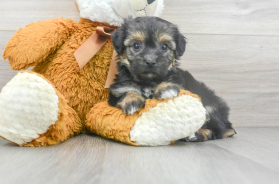 7 week old Yorkie Chon Puppy For Sale - Florida Fur Babies