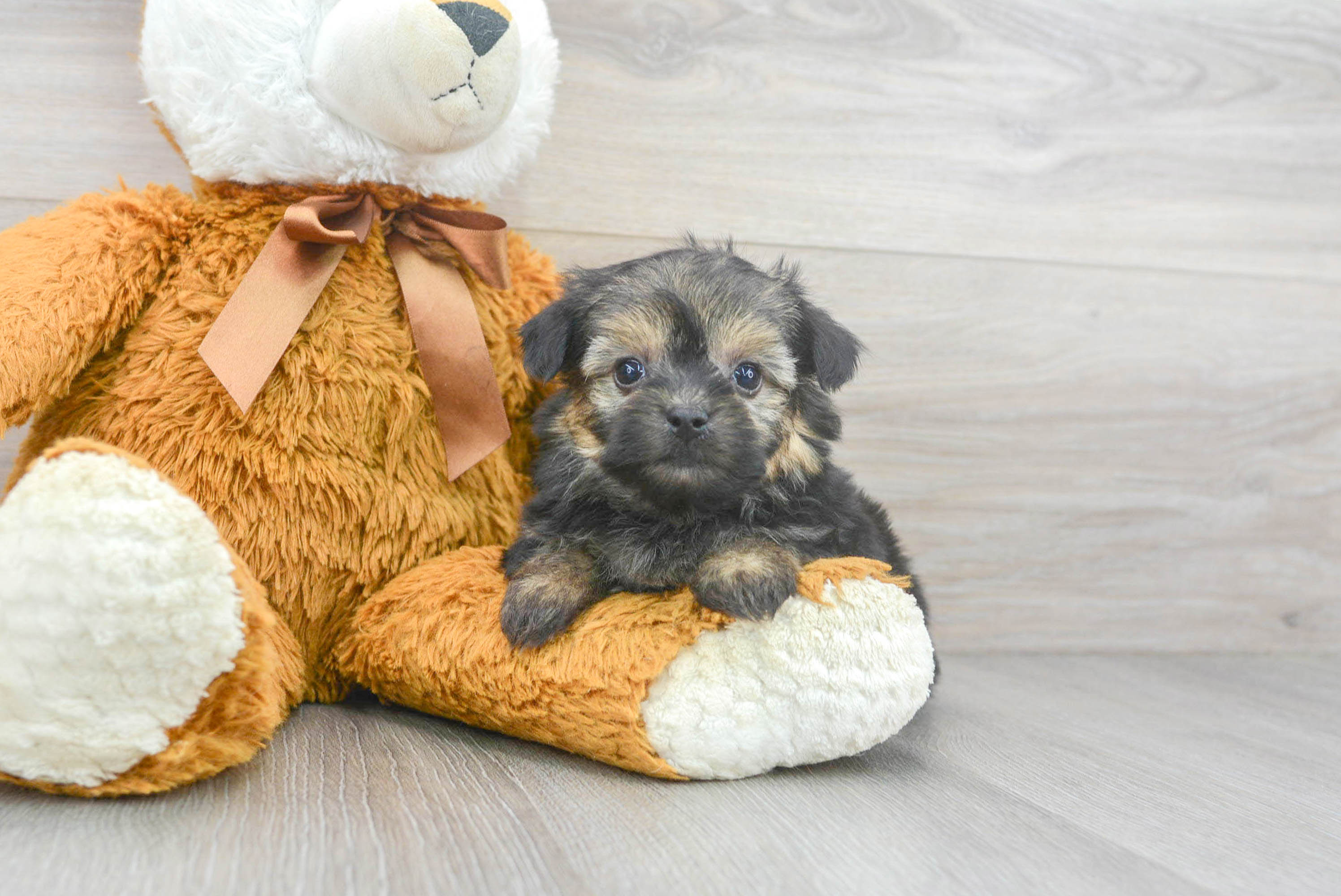 Yorkiechon puppies shops for