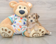 5 week old Yorkie Chon Puppy For Sale - Florida Fur Babies