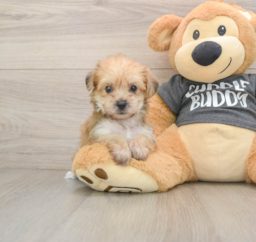 5 week old Yorkie Chon Puppy For Sale - Florida Fur Babies