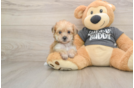 Smart Yorkie Chon Designer Pup