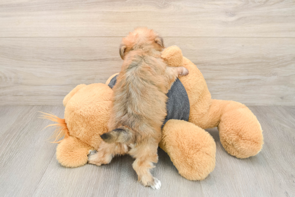 Funny Yorkie Chon Designer Pup