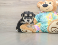 5 week old Yorkie Chon Puppy For Sale - Florida Fur Babies