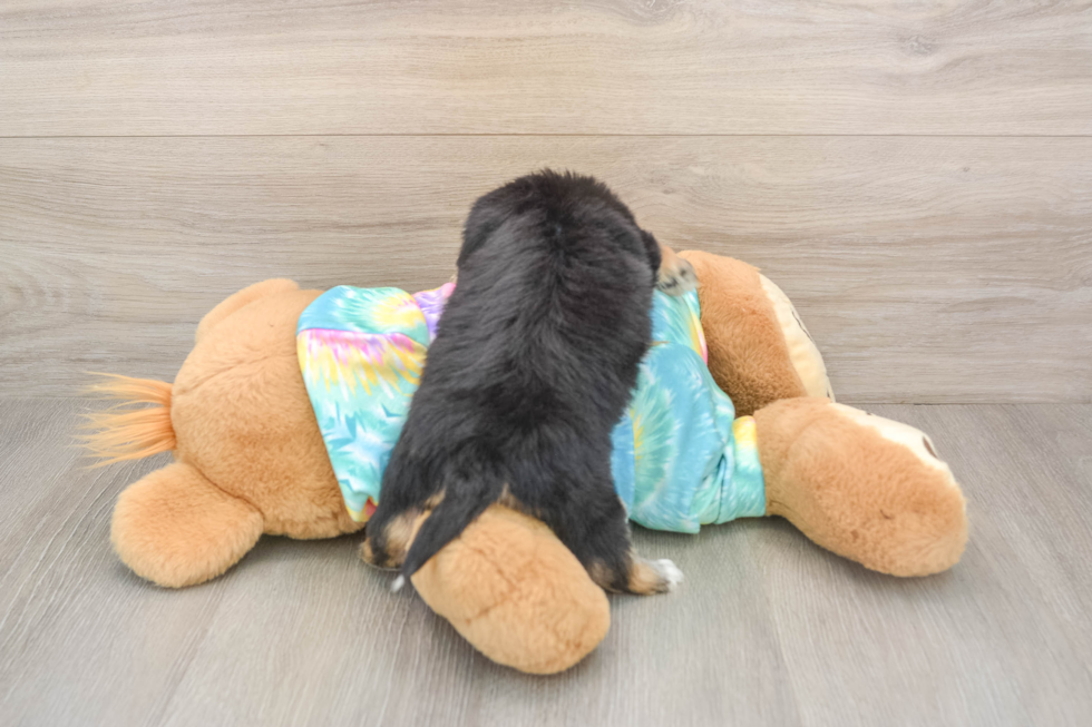 Fluffy Yorkie Chon Designer Pup
