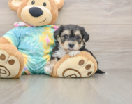 5 week old Yorkie Chon Puppy For Sale - Florida Fur Babies