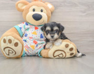 5 week old Yorkie Chon Puppy For Sale - Florida Fur Babies