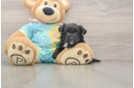 Friendly Yorkie Chon Baby