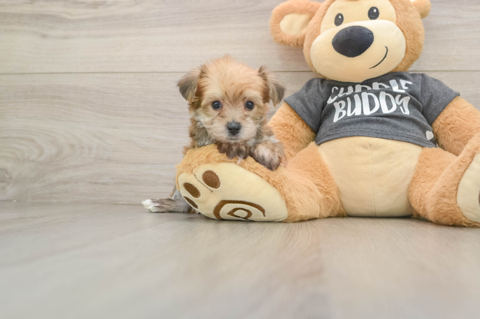 Best Yorkie Chon Baby