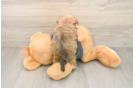 Best Yorkie Chon Baby