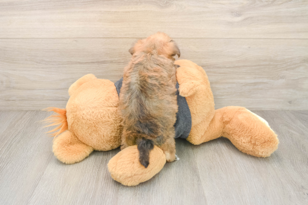 Best Yorkie Chon Baby