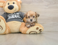 7 week old Yorkie Chon Puppy For Sale - Florida Fur Babies