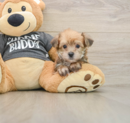 5 week old Yorkie Chon Puppy For Sale - Florida Fur Babies
