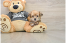 Yorkie Chon Pup Being Cute