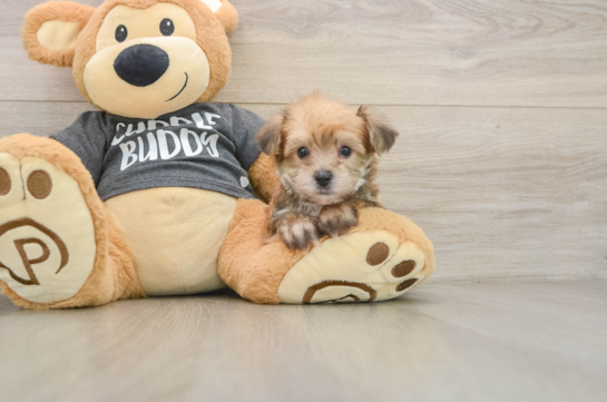 Yorkie Chon Pup Being Cute
