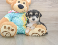 5 week old Yorkie Chon Puppy For Sale - Florida Fur Babies